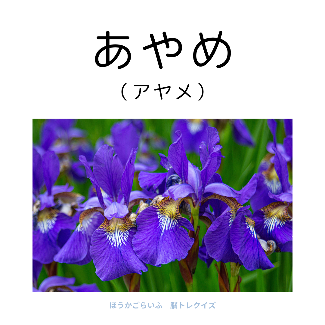 高齢者向け（無料）言葉の並び替えで脳トレしよう！文字（ひらがな）を並び替える簡単なゲーム【花の名前】健康寿命を延ばす鍵